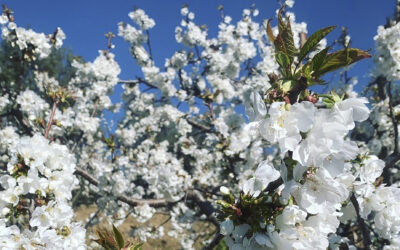 Los mejores miradores para disfrutar del ‘Cerezo en Flor’
